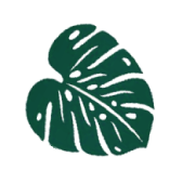 Monstera